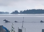 Södra Böviken 14 aug 2021.7.jpg